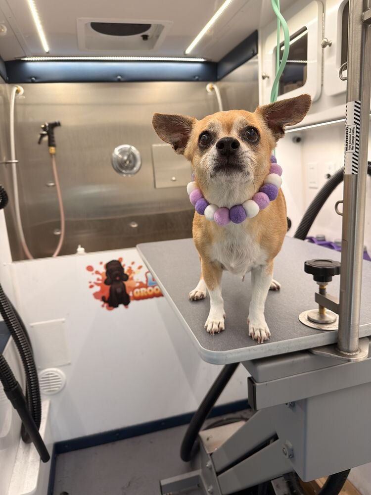 Chihuahua with a purple pom-pom necklace standing on the grooming table in the van