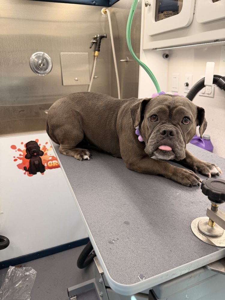 Gray bulldog mix lying on the grooming table in the van