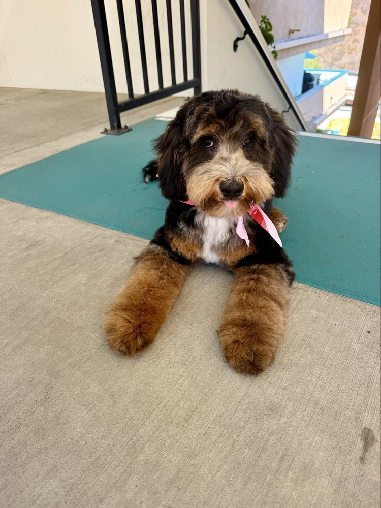 Tricolor doodle puppy in a pink bandana lying on a porch