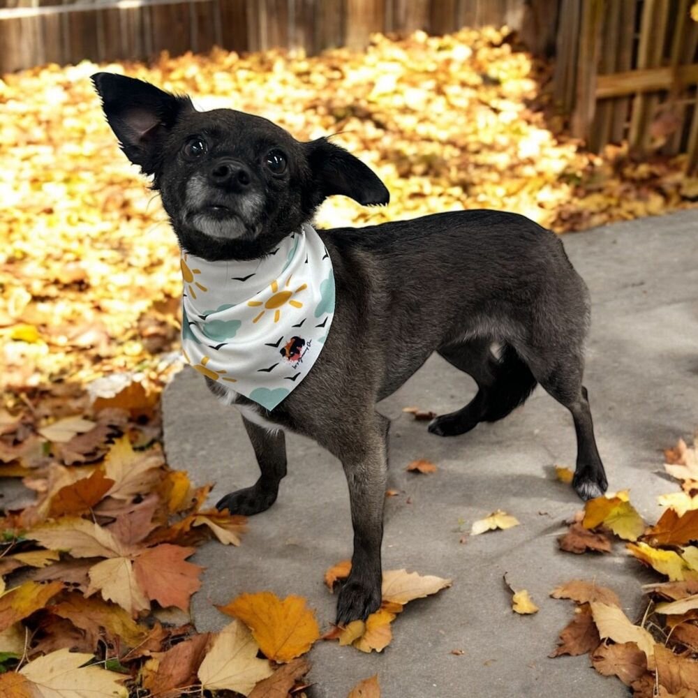 Small black dog in a patterned bandana standing on autumn leaves