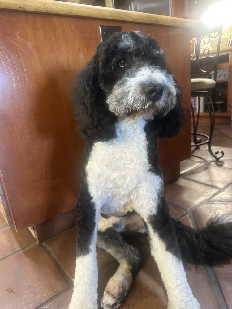 Black and white bernedoodle sitting indoors