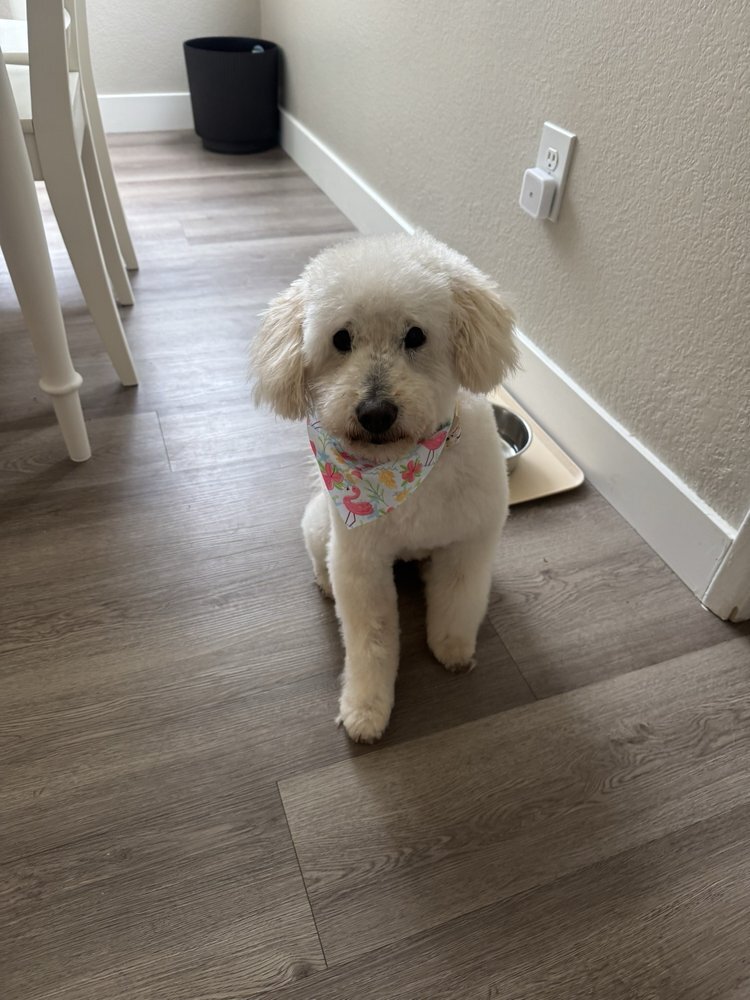 White poodle in a floral bandana sitting in a hallway