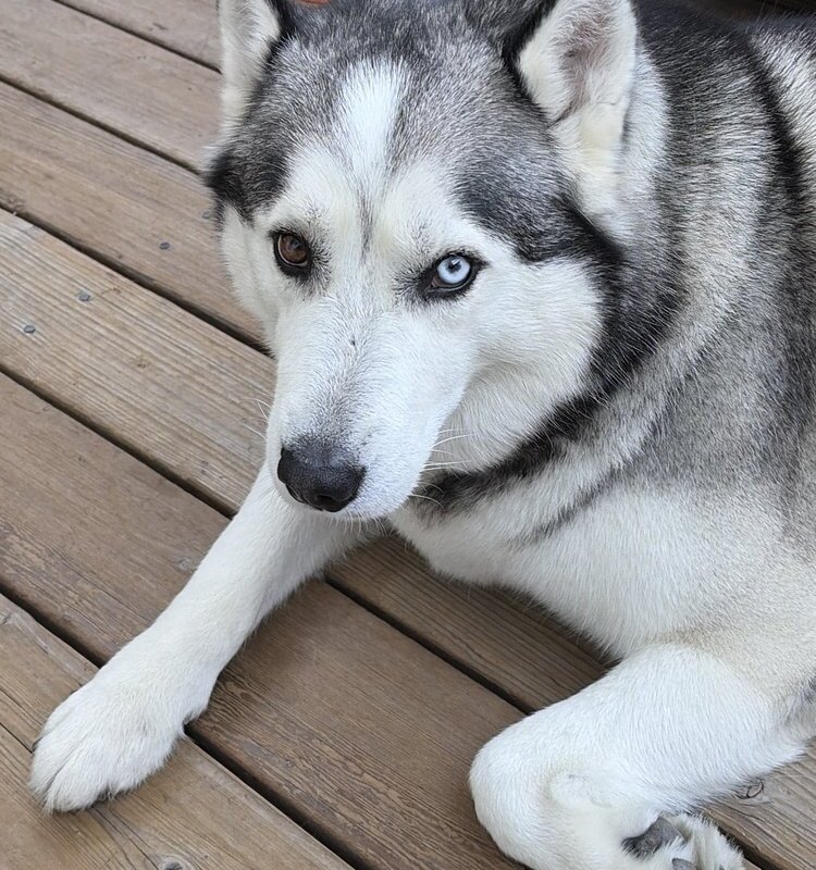 Siberian husky with one blue eye lying on a wooden deck