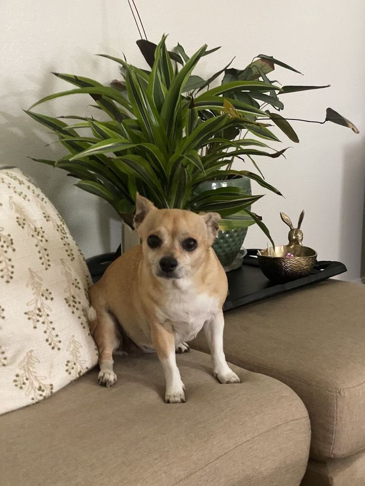 Tan chihuahua sitting on a sofa next to a plant
